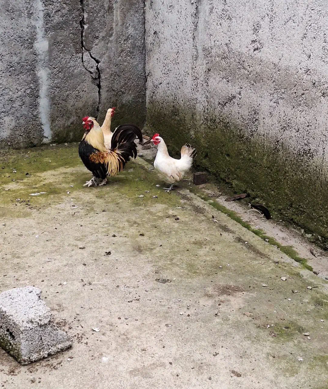 مرغ و خروس چینی|حیوانات مزرعه|رشت, لاکان شهر|دیوار