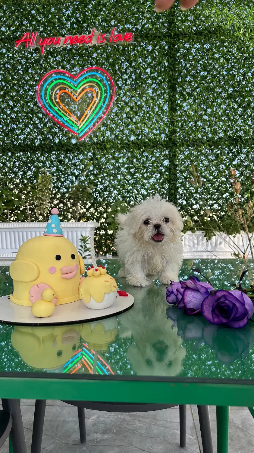 فروش سگ خانگی شیتزو عروسکی|سگ|فیروزآباد (فارس), |دیوار