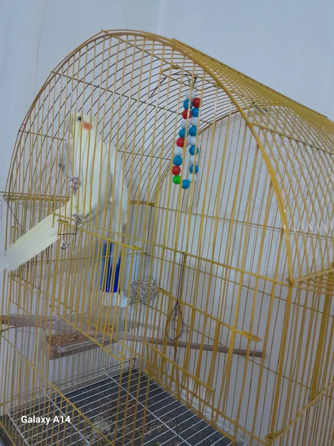 عروس هلندی|پرنده|سهند, |دیوار