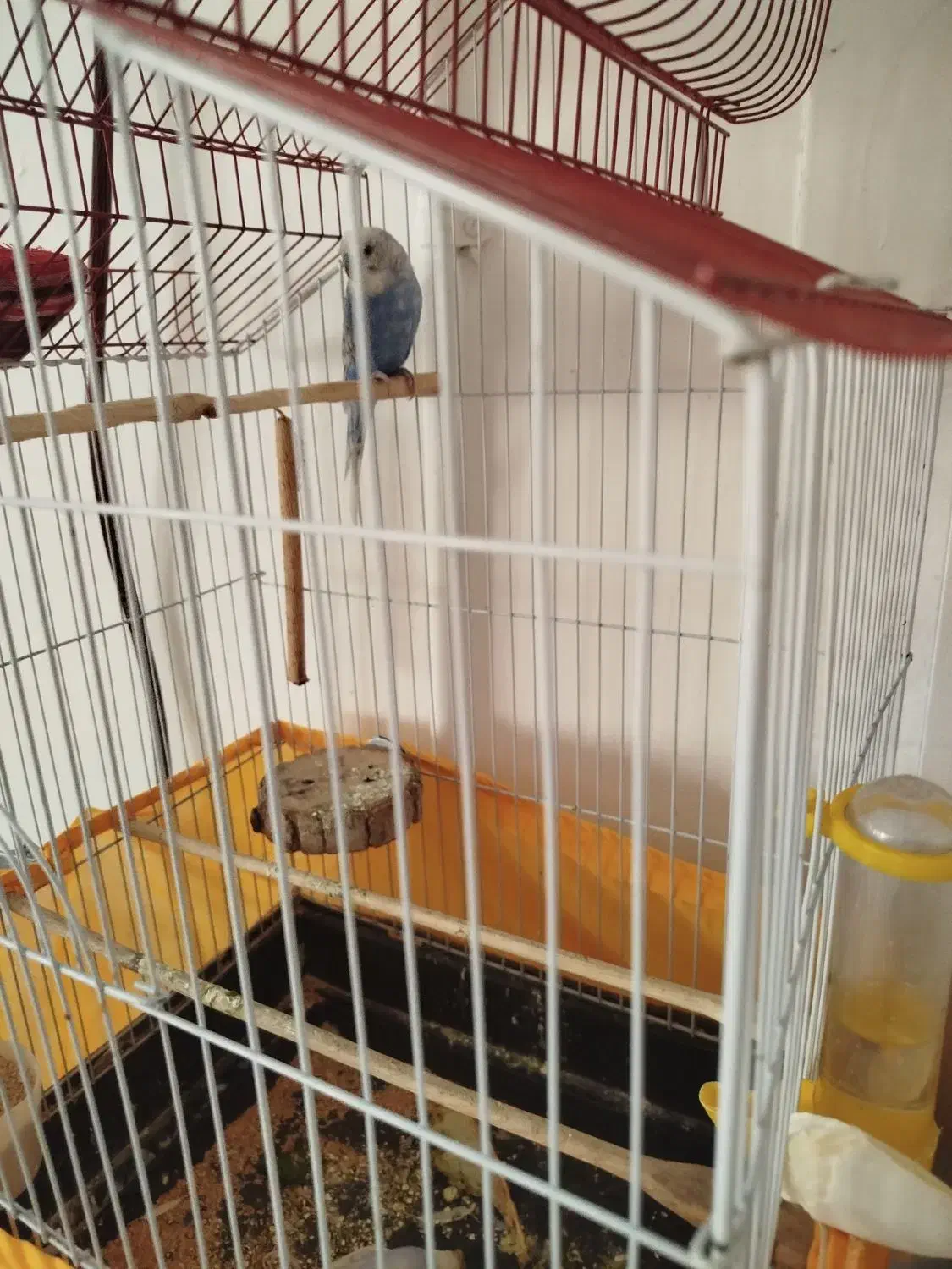 مرغ عشق نر|پرنده|پاکدشت, پاکدشت (مامازند)|دیوار