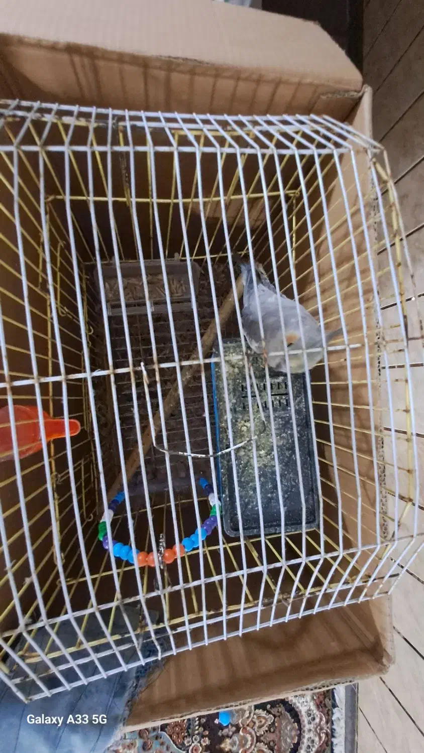 عروس هلندی|پرنده|علیآباد کتول, |دیوار