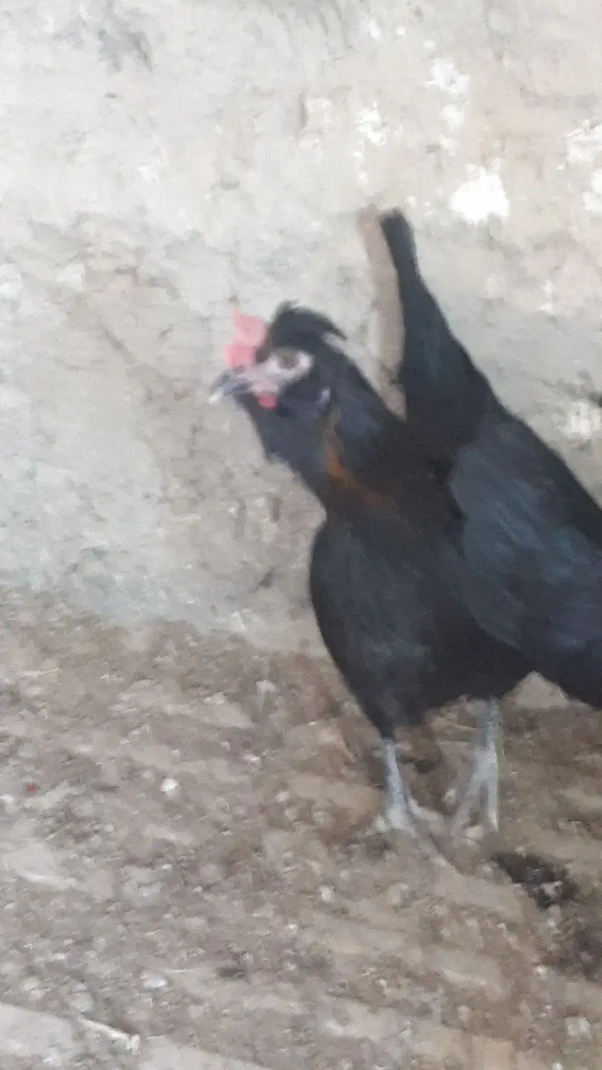 تخم مرغ نطفه دار از بهترین مولدها۳۷عدد|حیوانات مزرعه|شیراز, آزادگان|دیوار