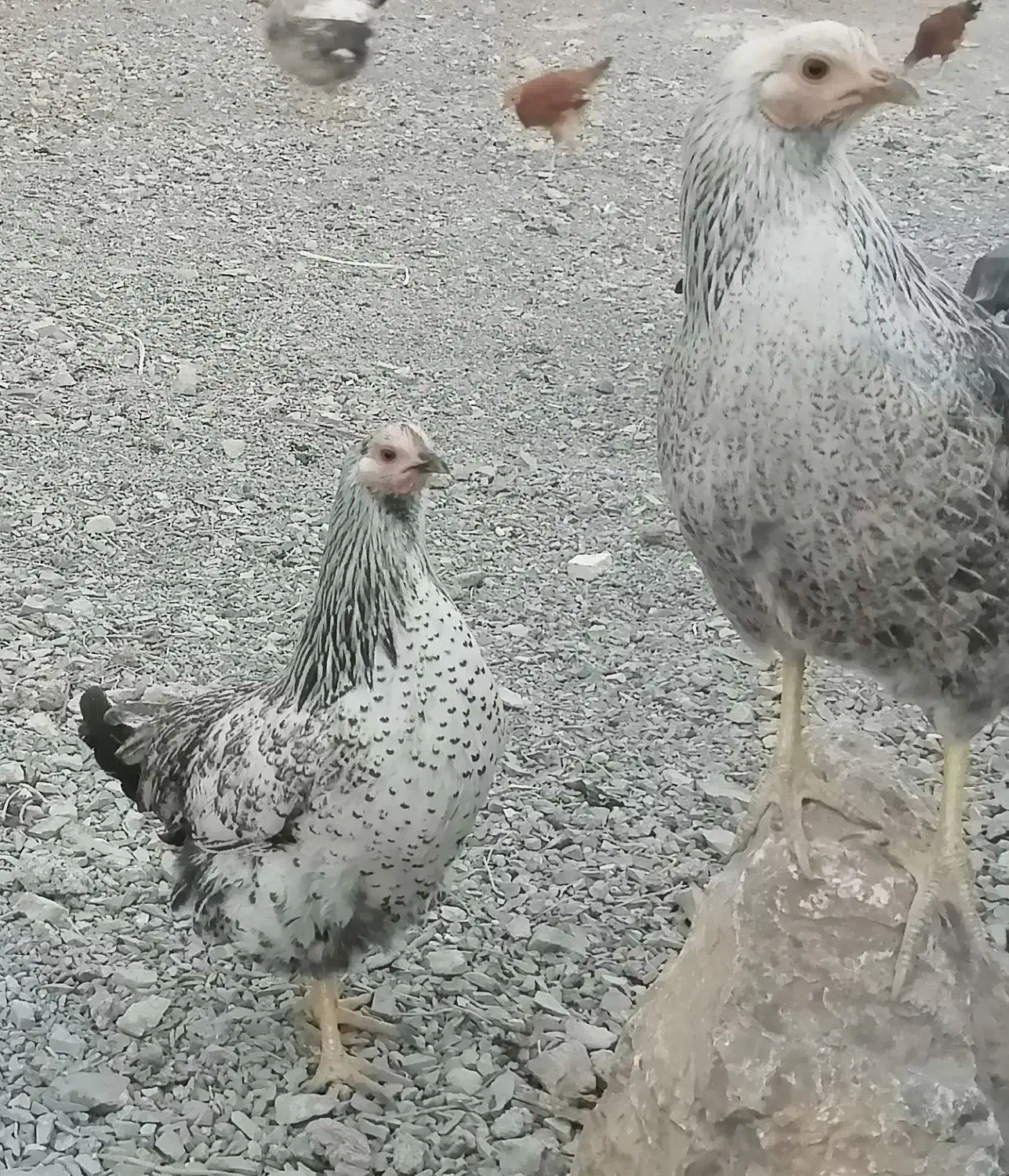 مرغ گلپایگانی تخم کن|حیوانات مزرعه|دماوند, دماوند|دیوار