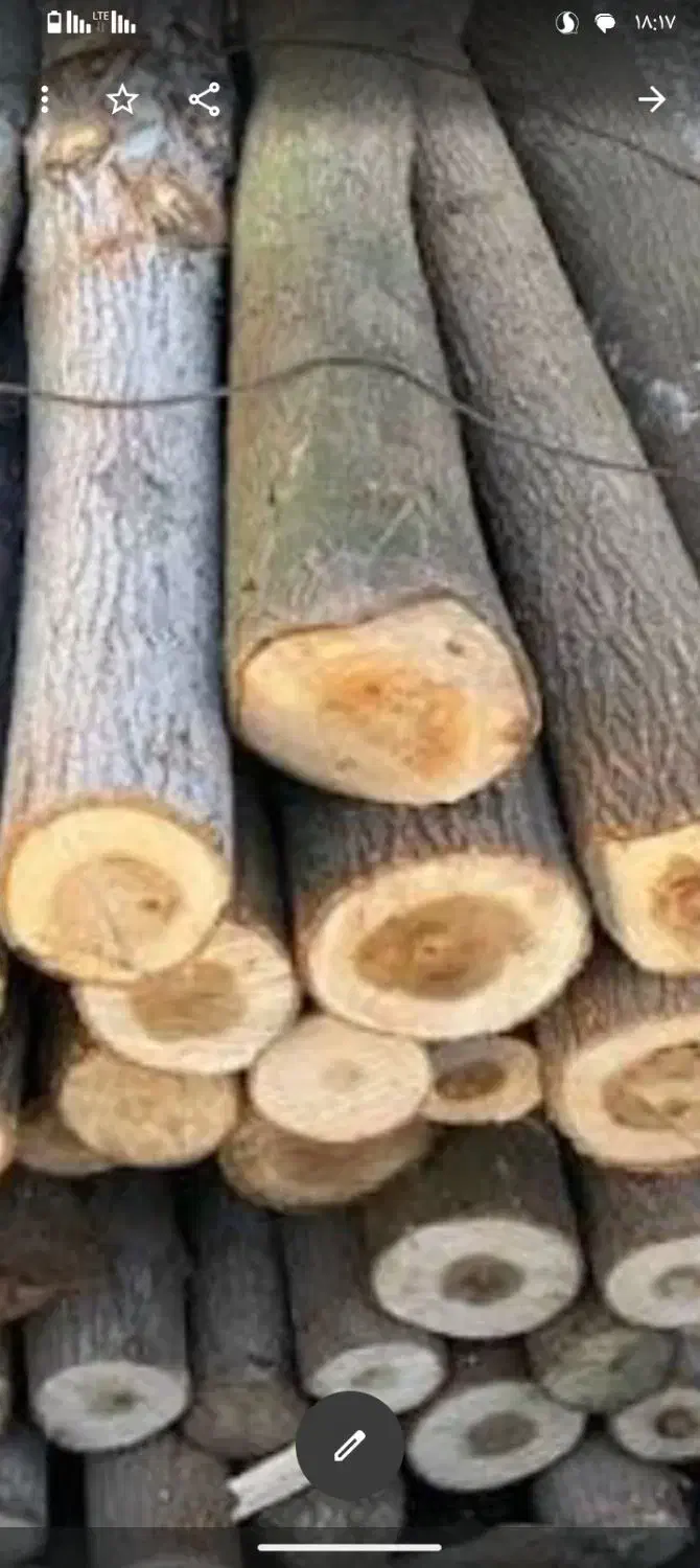 خرید چوب نقدی و هرس انواع درخت باغی|خدمات باغبانی و درختکاری|شیراز, دوکوهک|دیوار