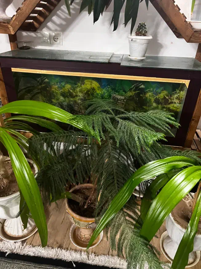 گل و گلدان با بهترین قیمت|گل و گیاه طبیعی|یزد, |دیوار