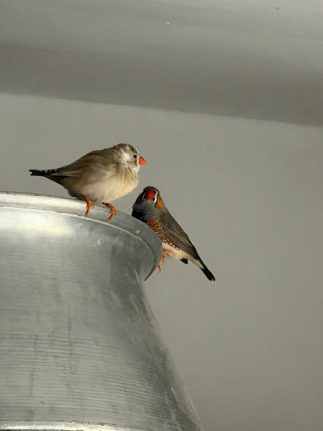 یک جفت فنچ|پرنده|اردبیل, |دیوار