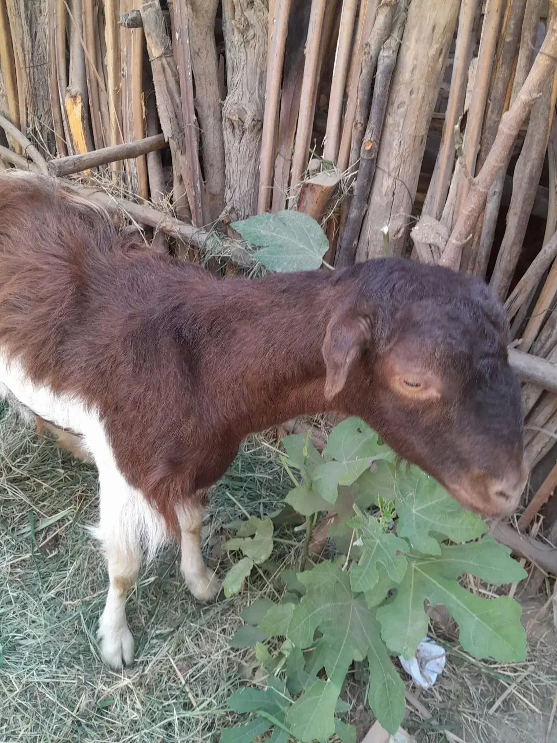 کیسه آبستن ۹۰۰۰۰۰۰|حیوانات مزرعه|جیرفت, |دیوار