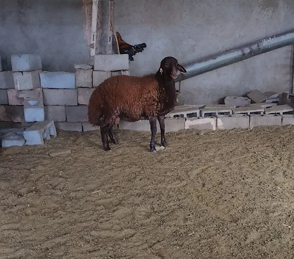 بره قوچ همو|حیوانات مزرعه|سبزوار, رباط|دیوار