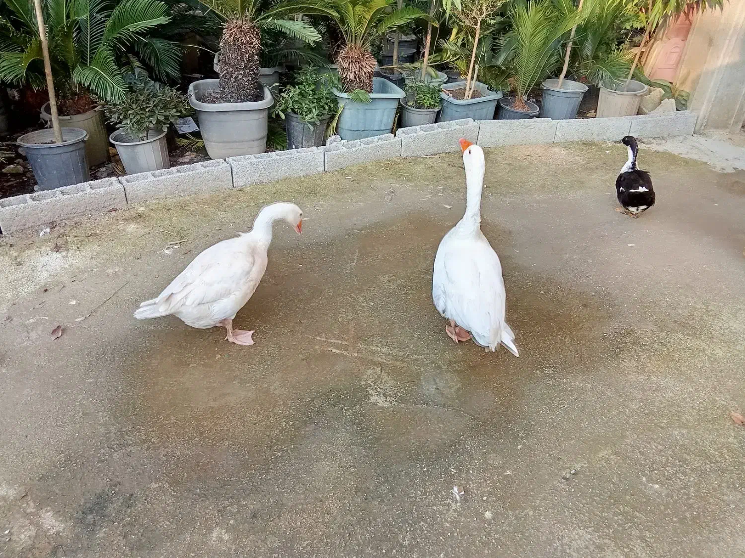 غاز محلی|حیوانات مزرعه|خرمآباد (تنکابن), |دیوار