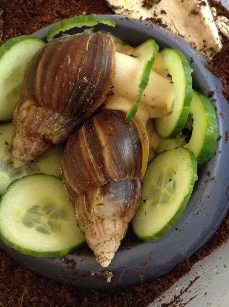 حلزون|خزنده|فردیس, قریشی|دیوار