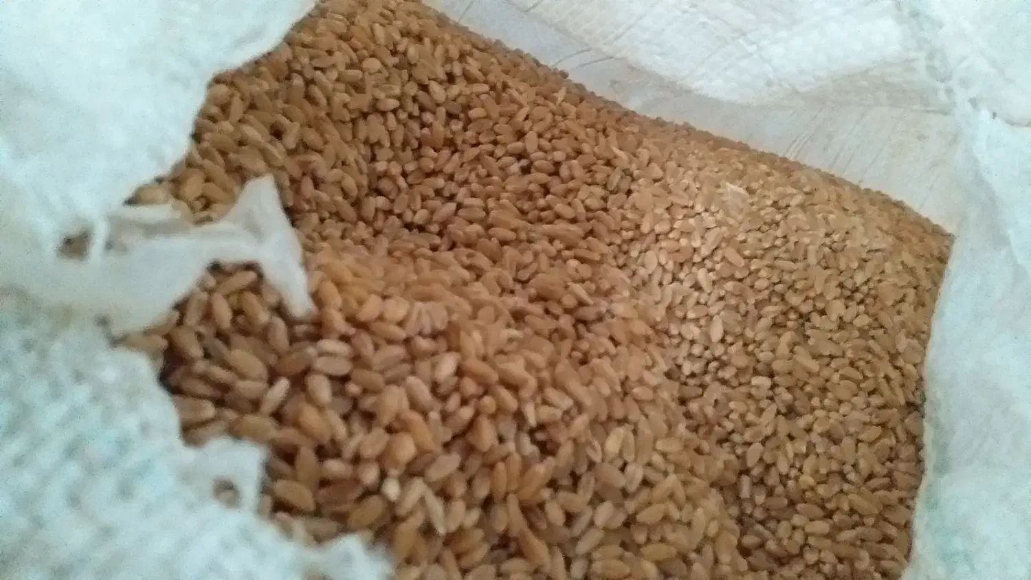 گندم چمران دو|عمده‌فروشی|رامشیر, |دیوار