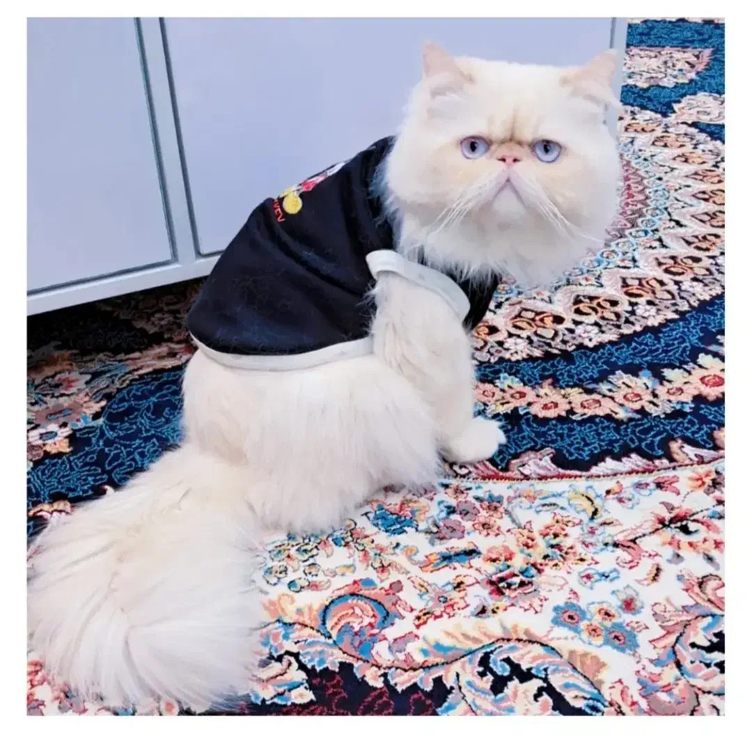 گربه|گربه|بندر انزلی, پردیس|دیوار