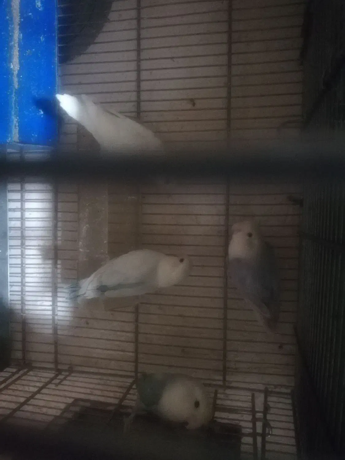 کوتوله مارال جفت شده وجوانه|پرنده|فسا, |دیوار