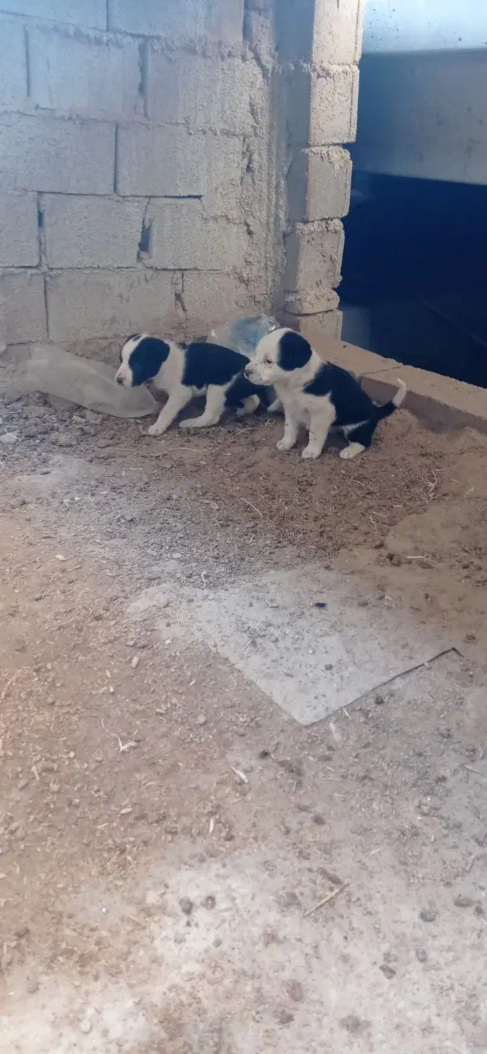 توله پیت بول|سگ|گمیشان, |دیوار