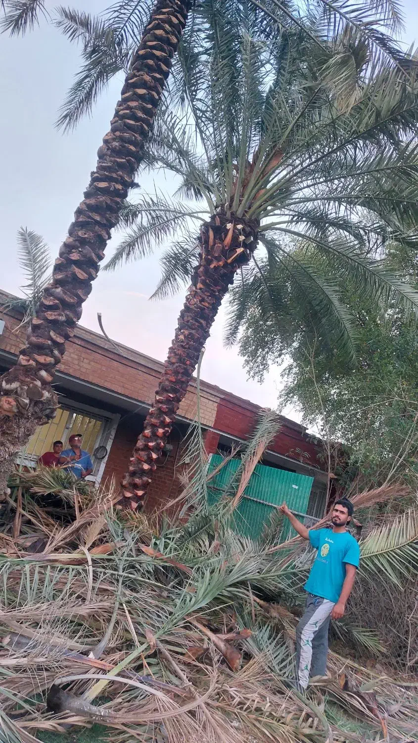 بریدن نخل قطع درخت هرس نخل سمپاشی نخل باغبانی|خدمات باغبانی و درختکاری|اهواز, شهرک نفت|دیوار