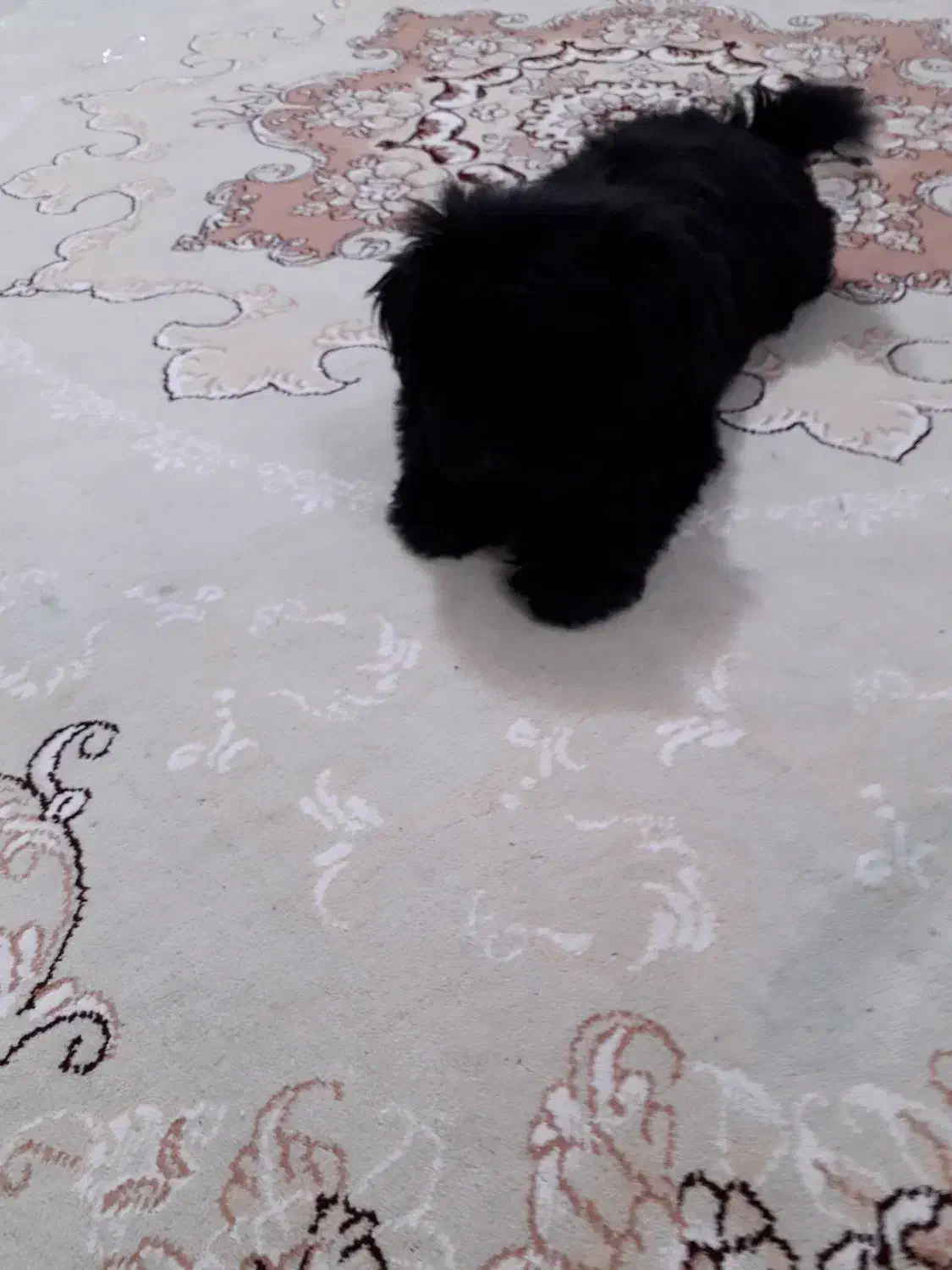 سگ شیتزو|سگ|رشت, گلسار|دیوار