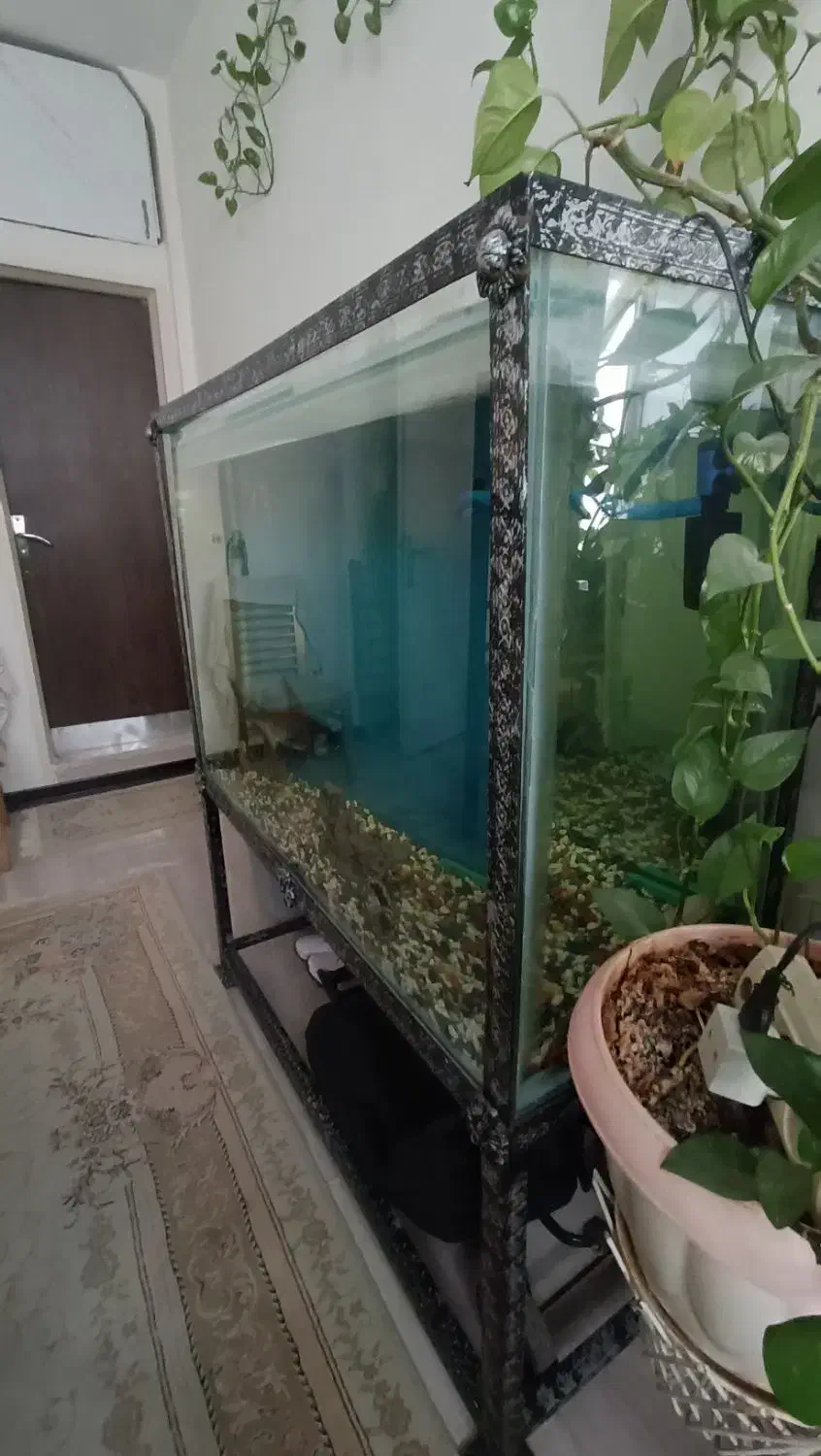 اکواریوم چوبی وپایه فلزی|لوازم جانبی حیوانات|محمدشهر, ولدآباد|دیوار