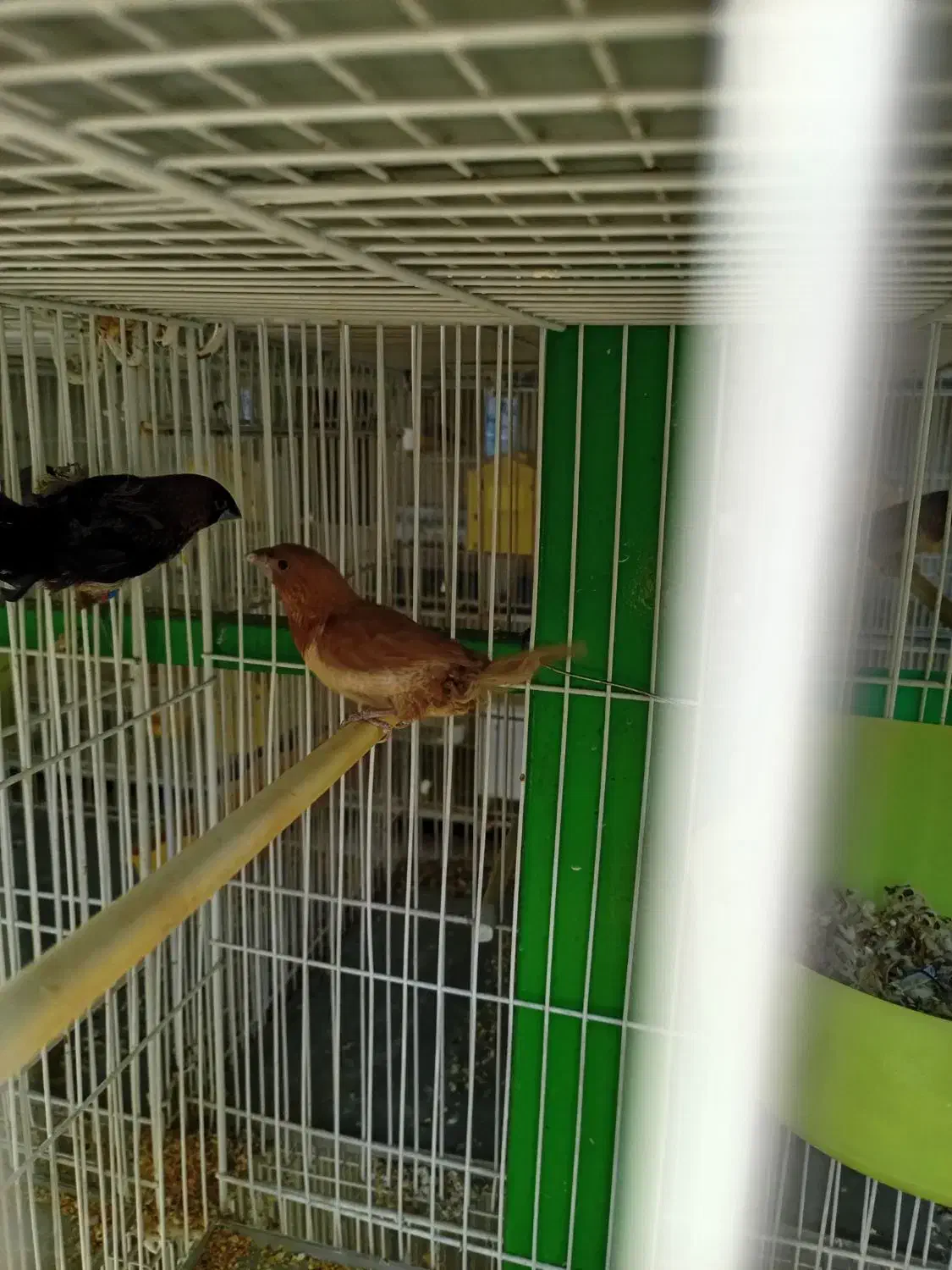 فنچ بنگالی گلدین|پرنده|مشهد, انقلاب|دیوار