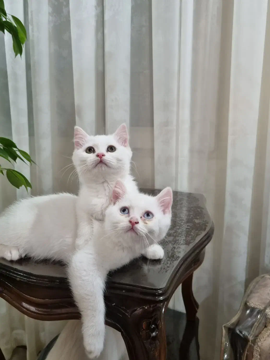 واگذاریه گربه ی خونگی|گربه|اراک, |دیوار