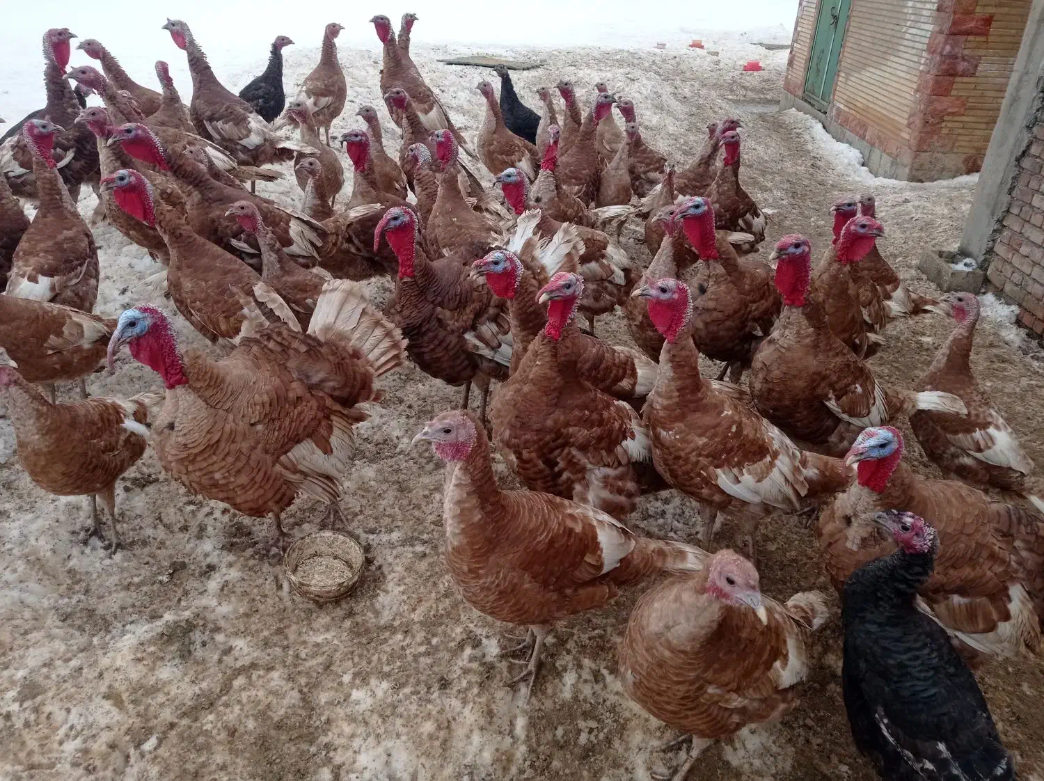 بوقلمون|حیوانات مزرعه|بانه, |دیوار