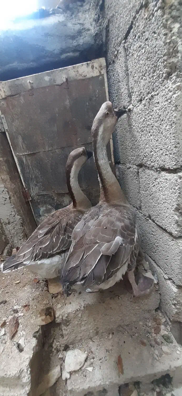 قو قاز خاکستری وسفید|حیوانات مزرعه|کلاشی, |دیوار