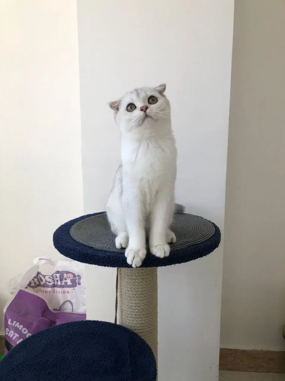 فروش گربه ی اسکاتیش دابل فولد اصیل|گربه|بندرعباس, |دیوار