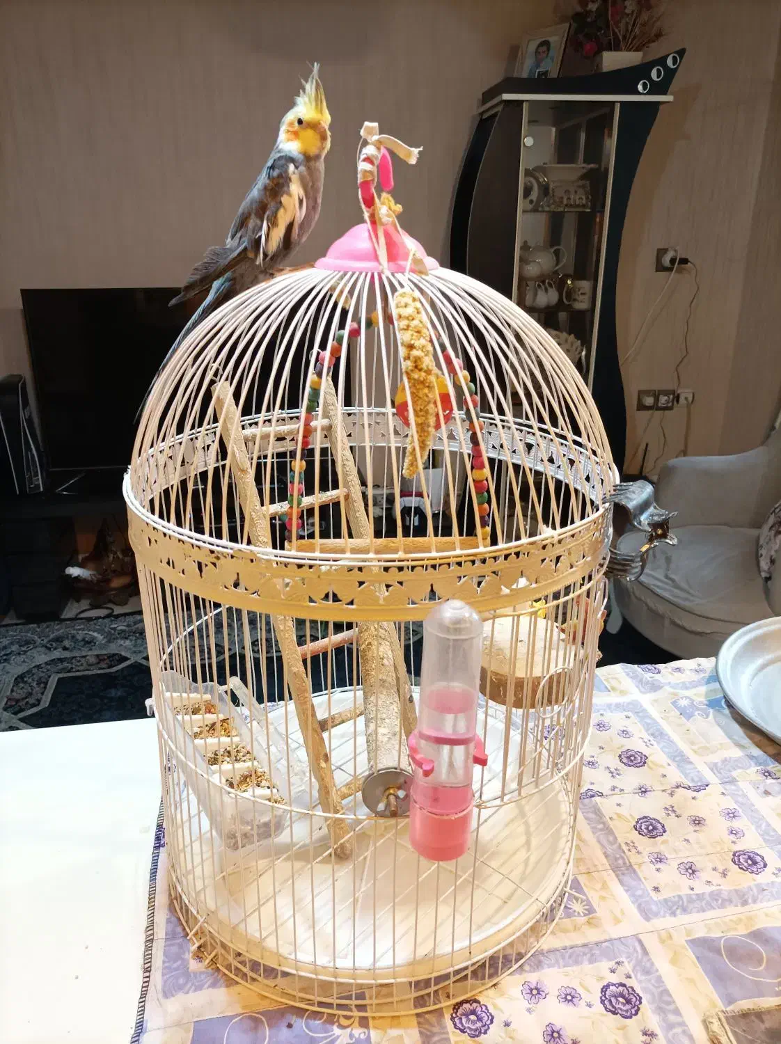 طوطی عروس|پرنده|رشت, نظری|دیوار