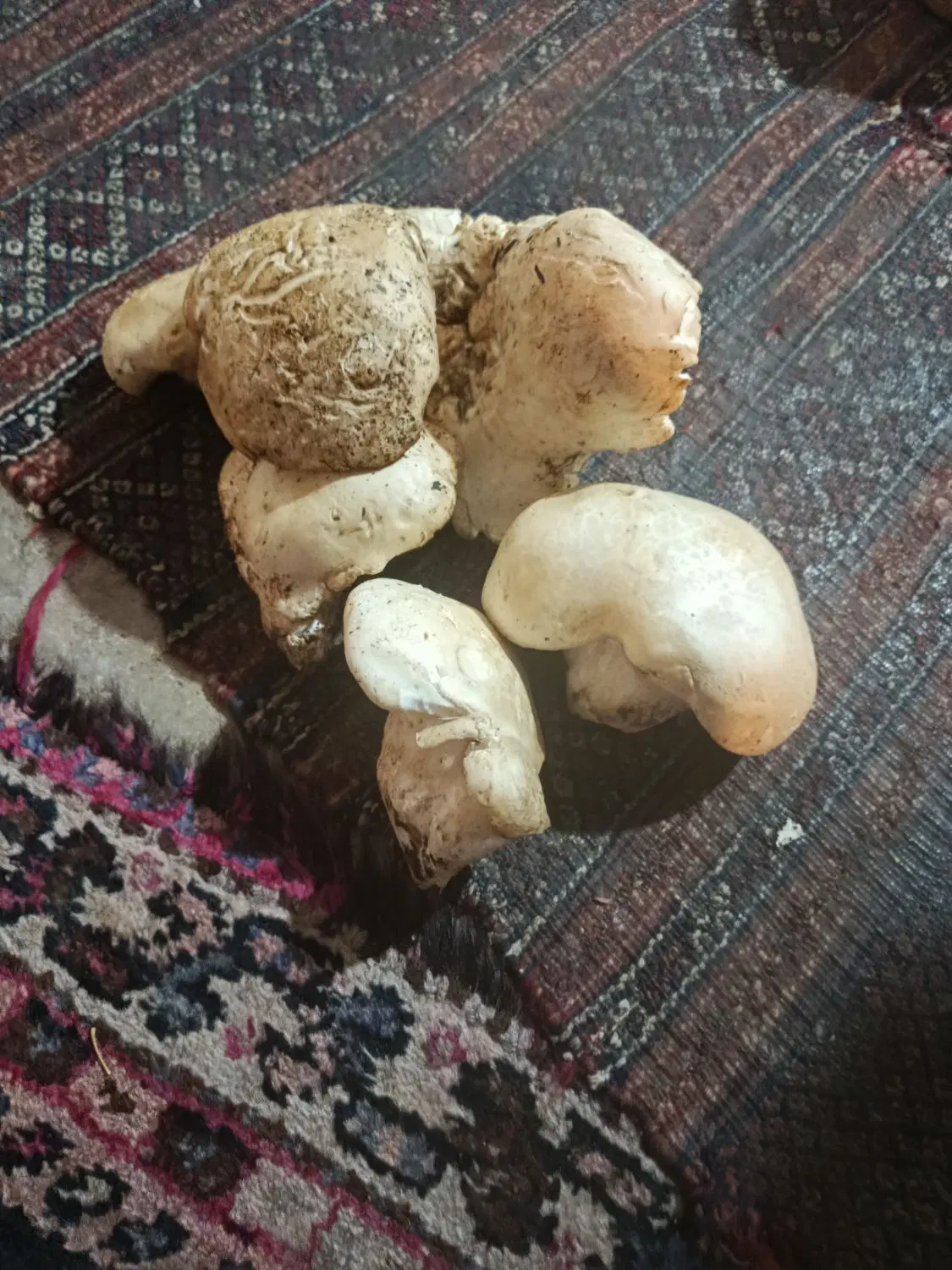 قارچ کوهی|خوردنی و آشامیدنی|صدرا-فارس, فاز ۱|دیوار