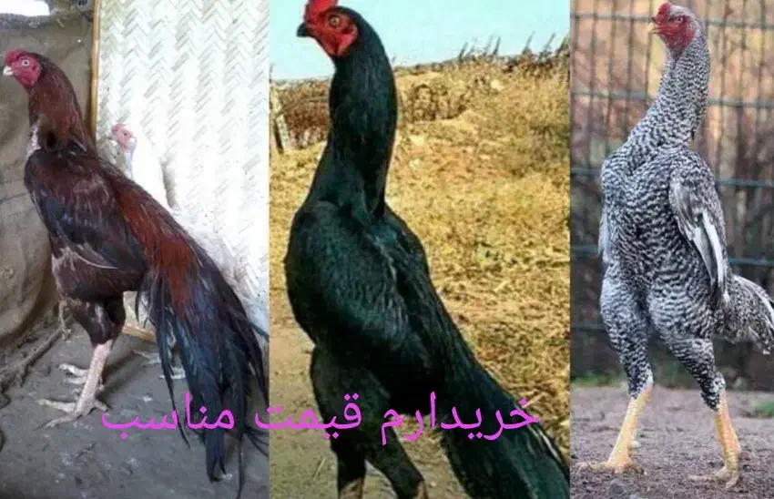 مرغ و خروس و جوجه و نوچه فروشی حراج|حیوانات مزرعه|زاهدان, |دیوار