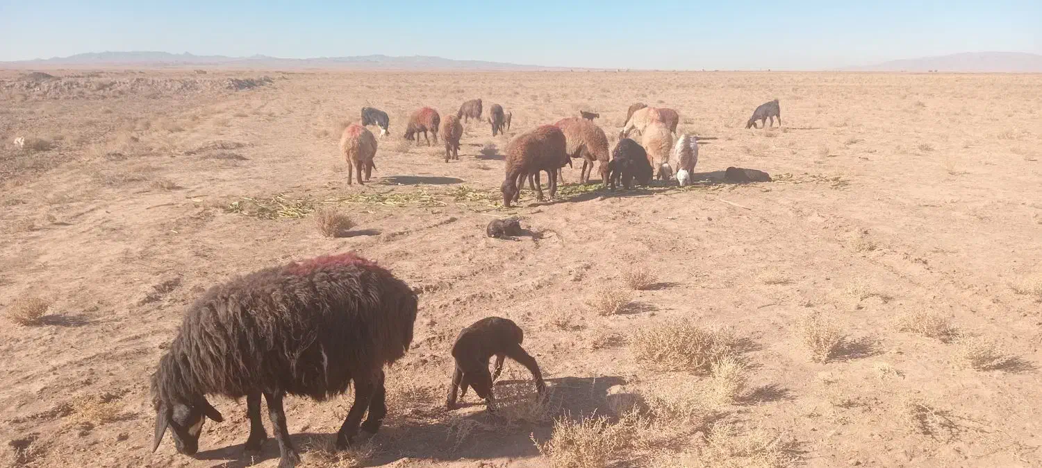 جفتی۵۰|حیوانات مزرعه|فیروزه, |دیوار