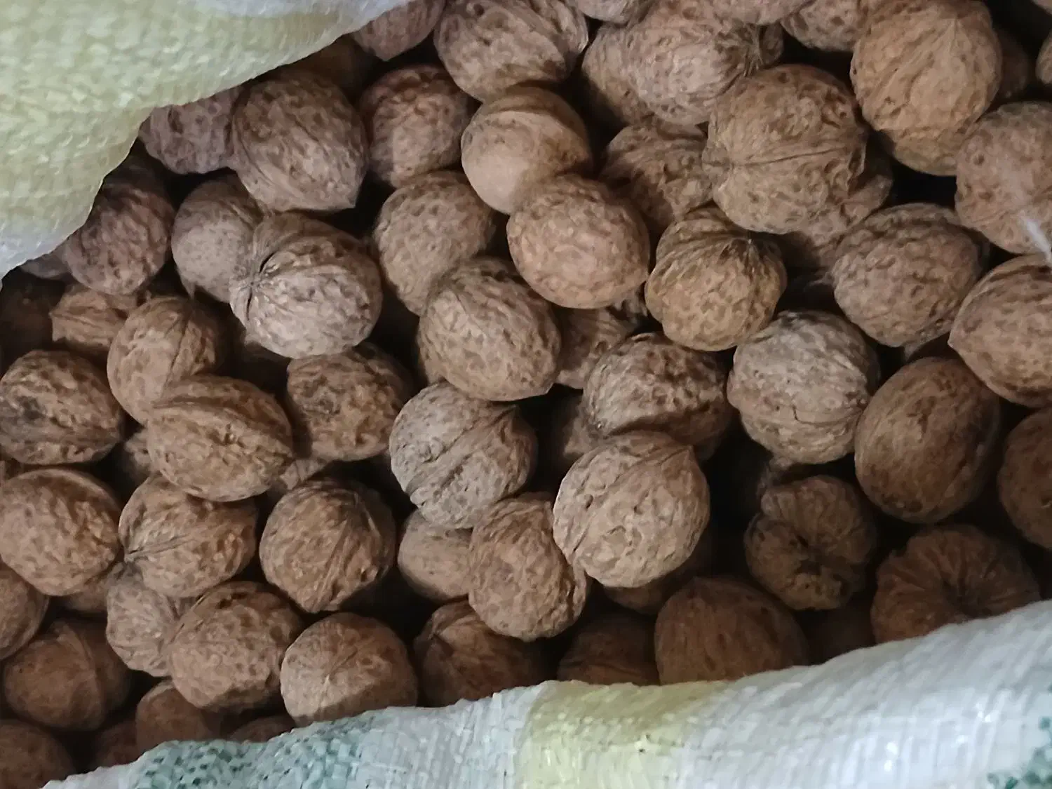 گردوکاغذی سفید بدون پوکی کیلویی ۵۵۰|خوردنی و آشامیدنی|قیدار, |دیوار