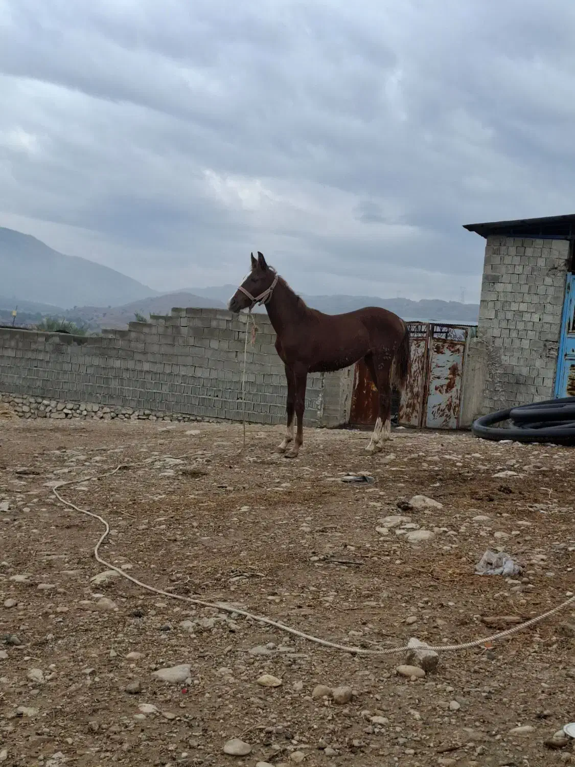 کره اسب ماده|اسب و تجهیزات اسب‌سواری|کازرون, |دیوار