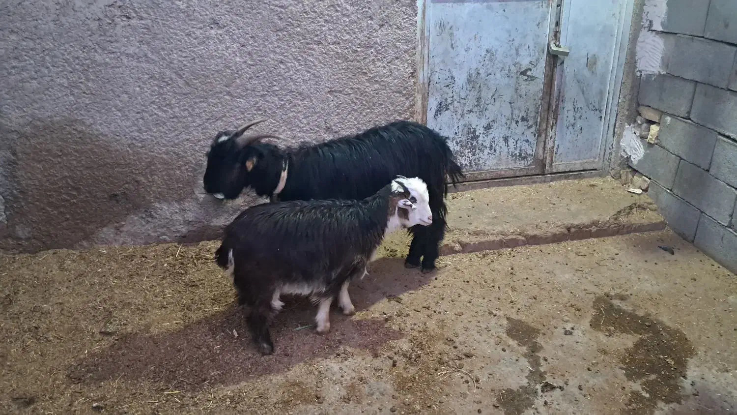 بز کهر|حیوانات مزرعه|شیراز, گویم|دیوار