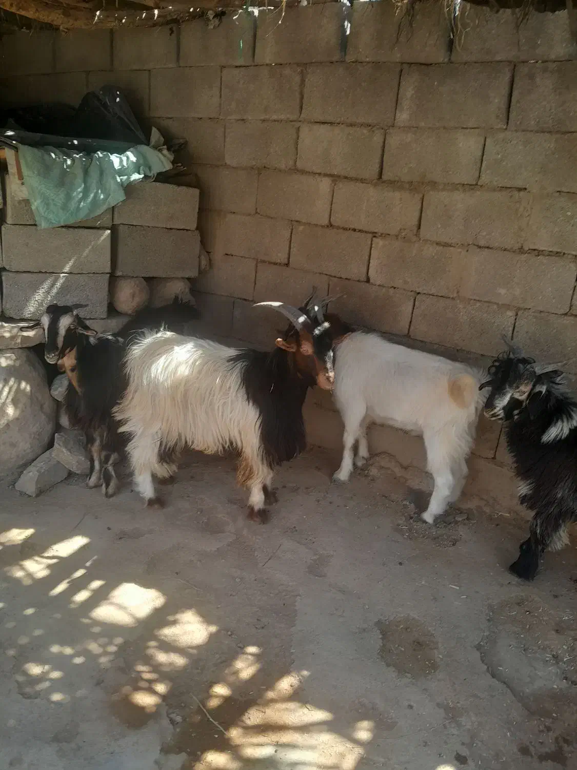 ۵عدد بیگ چاق برا کشت|حیوانات مزرعه|لالی, |دیوار