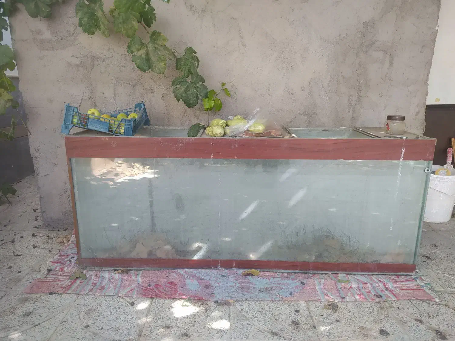 آکواریوم|ماهی|بن, |دیوار