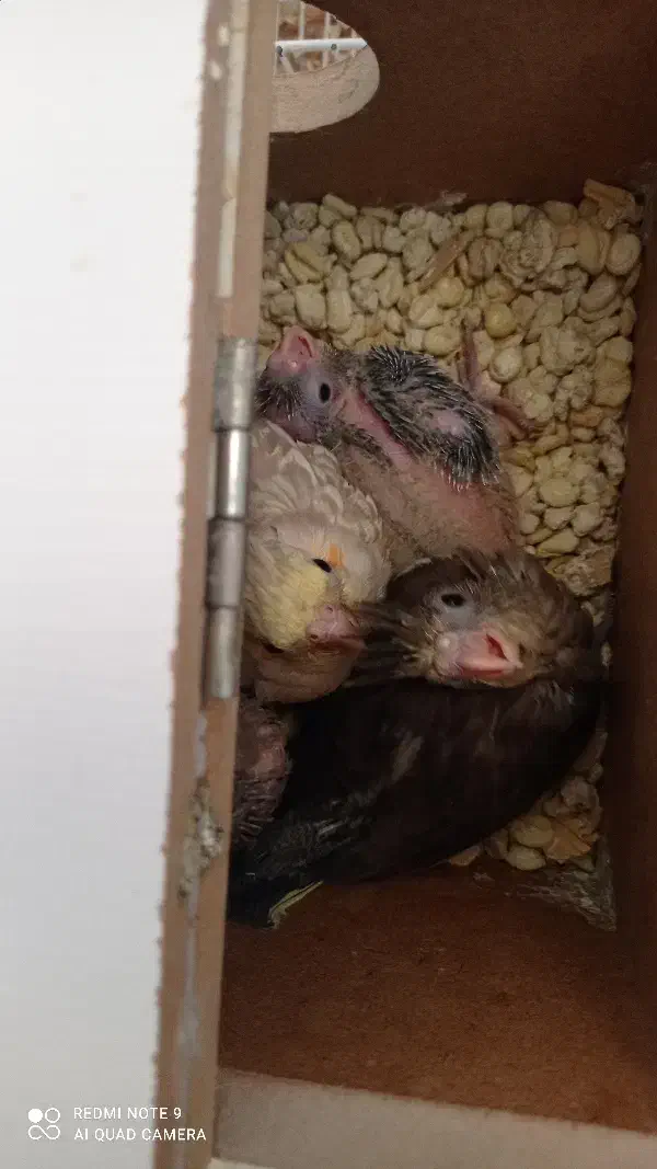 عروس هلندی|پرنده|سبزوار, شهرک جهاد|دیوار