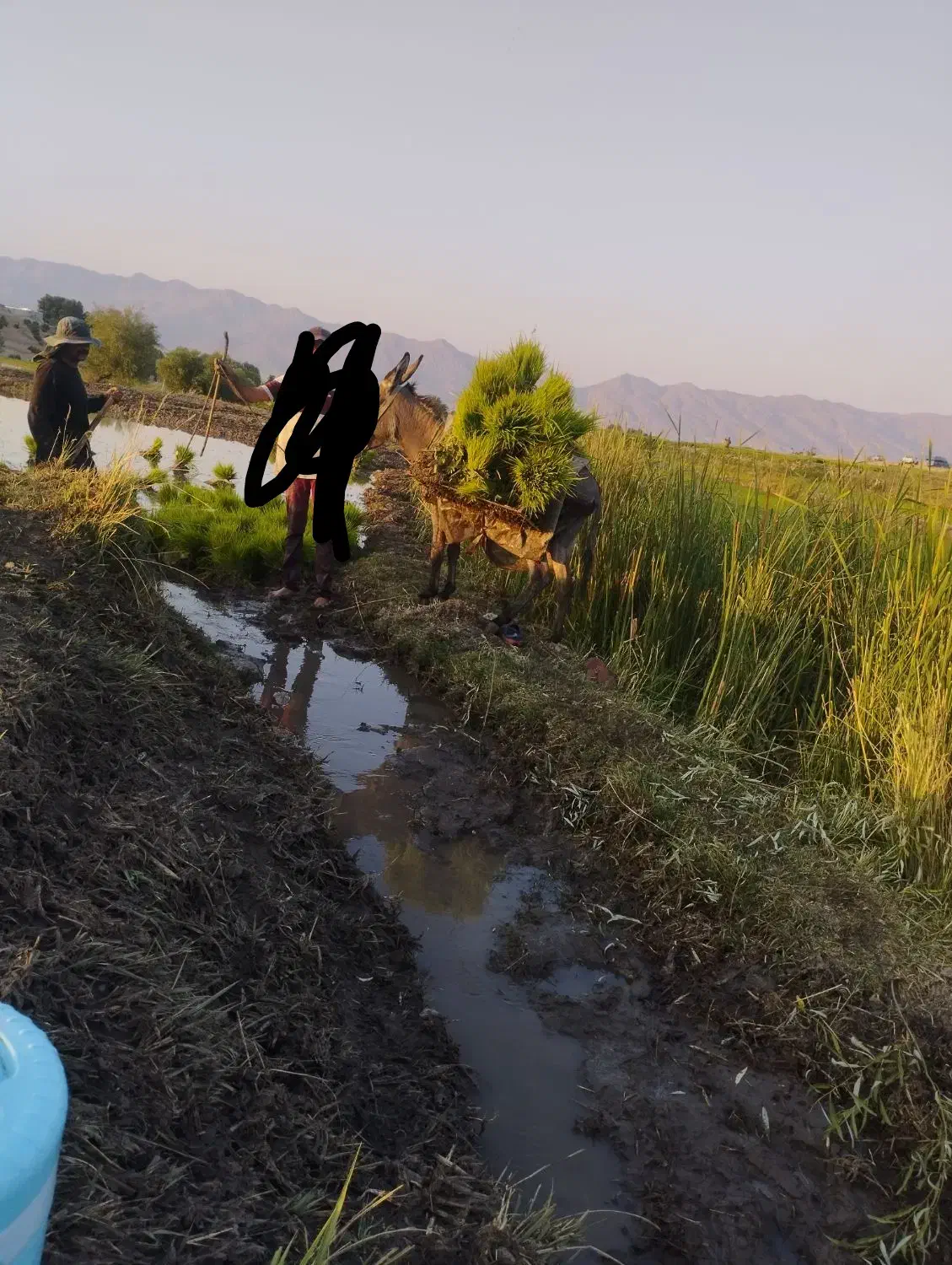 الاغ نر|حیوانات مزرعه|شیراز, گل سرخ|دیوار