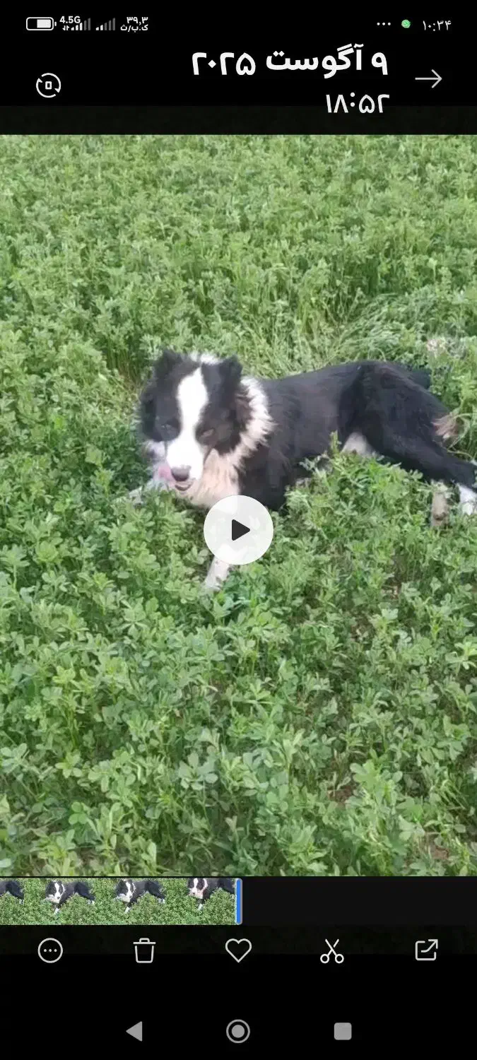 سگ نگهبان گم شده|حیوانات|کوهرنگ, |دیوار