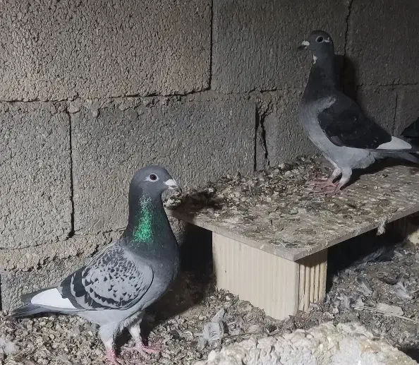 نرو ماده قره ای از خون قوی و درجه یک|پرنده|برازجان, |دیوار