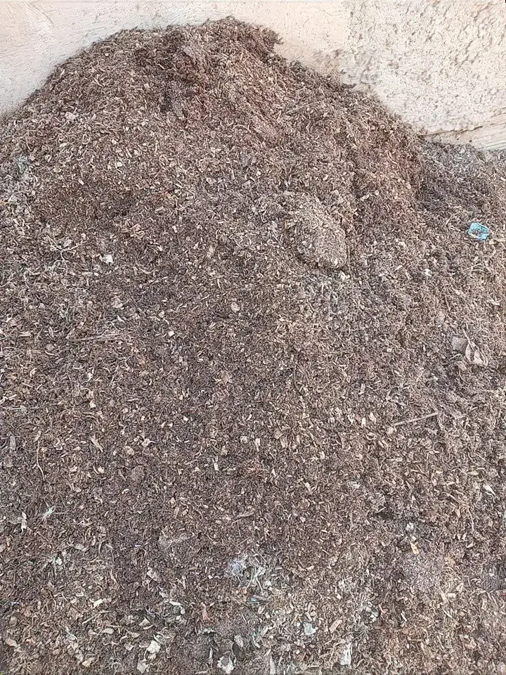 فروش  زل مرغ|گل و گیاه طبیعی|شاهین‌شهر, گزبرخوار|دیوار