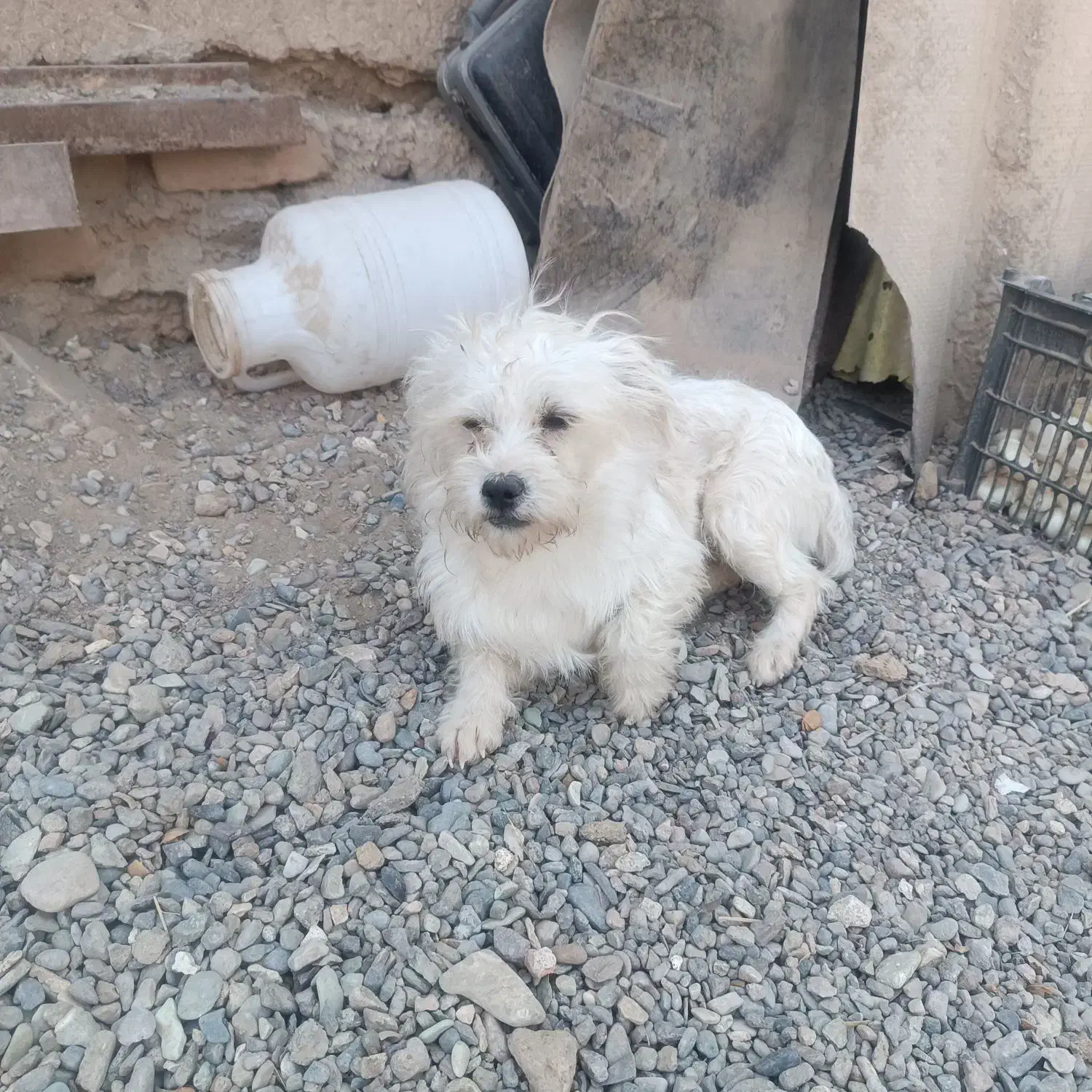 سگ پشمالو|سگ|کاشمر, |دیوار