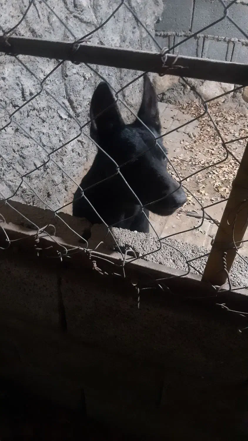 واگذاری ژرمن|سگ|بوشهر, |دیوار