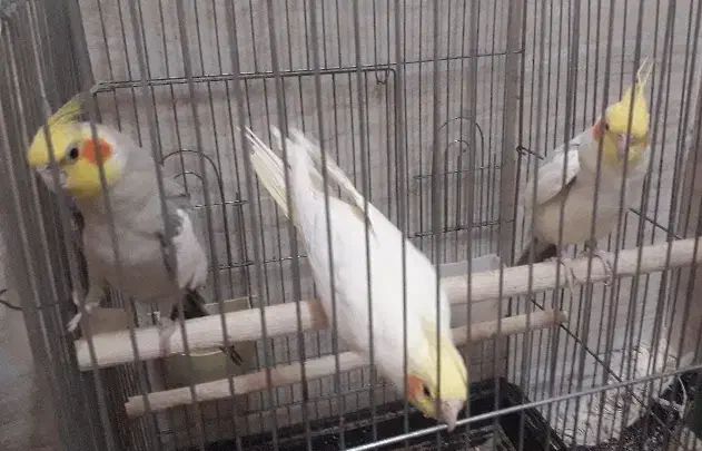 عروس هلندی آهویی لوتینو ودوکت همه یه جا دونه ۷۰۰|پرنده|حمیدیا, |دیوار