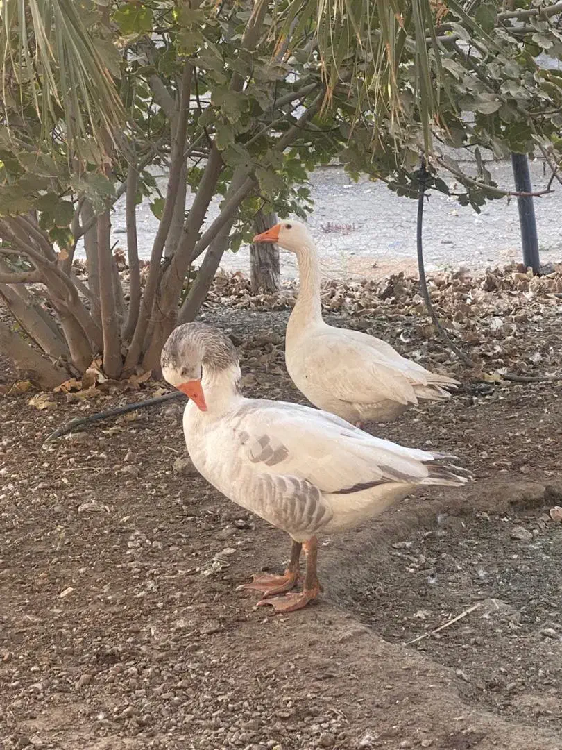 دوعددغازنرچشم ابی|حیوانات مزرعه|توکهور, |دیوار