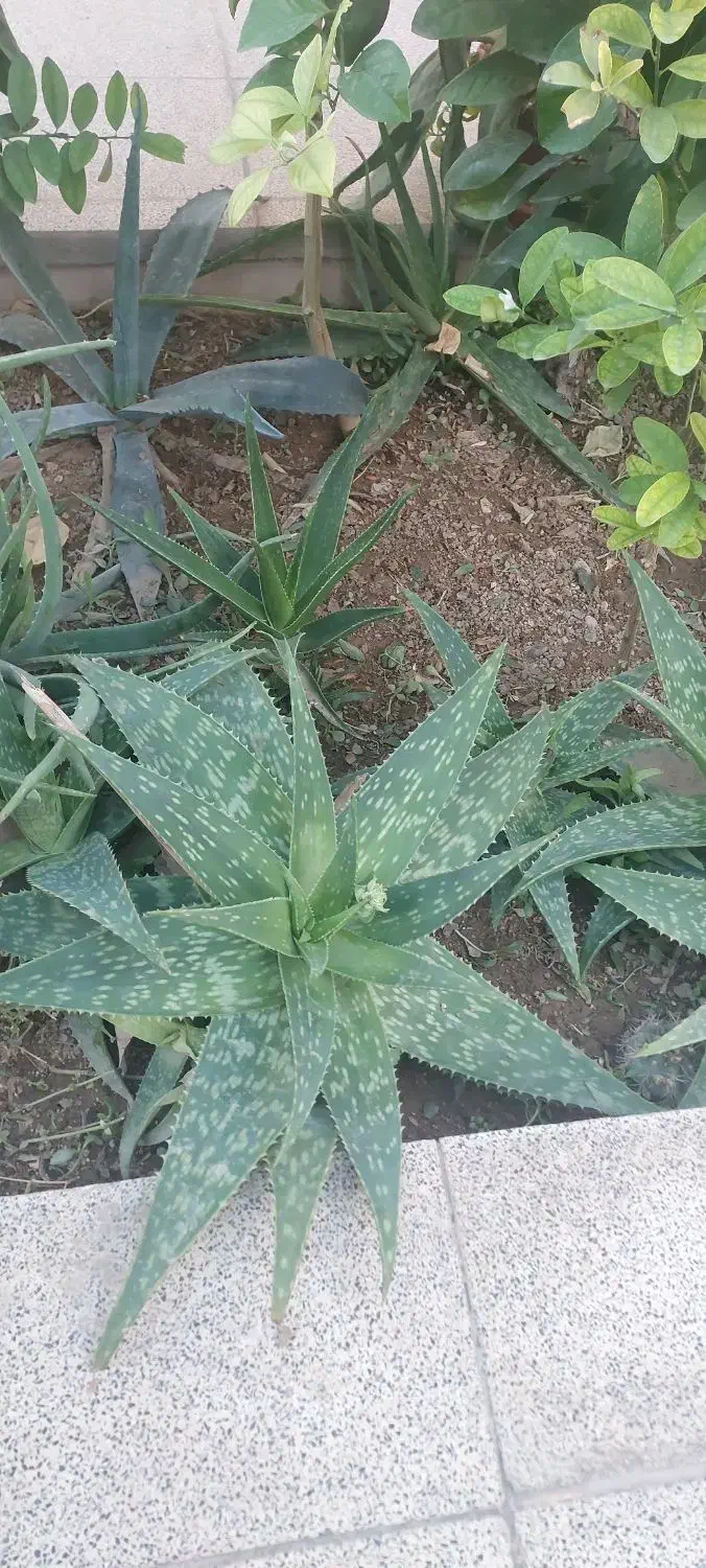 گل آلوورا|گل و گیاه طبیعی|اردکان, |دیوار