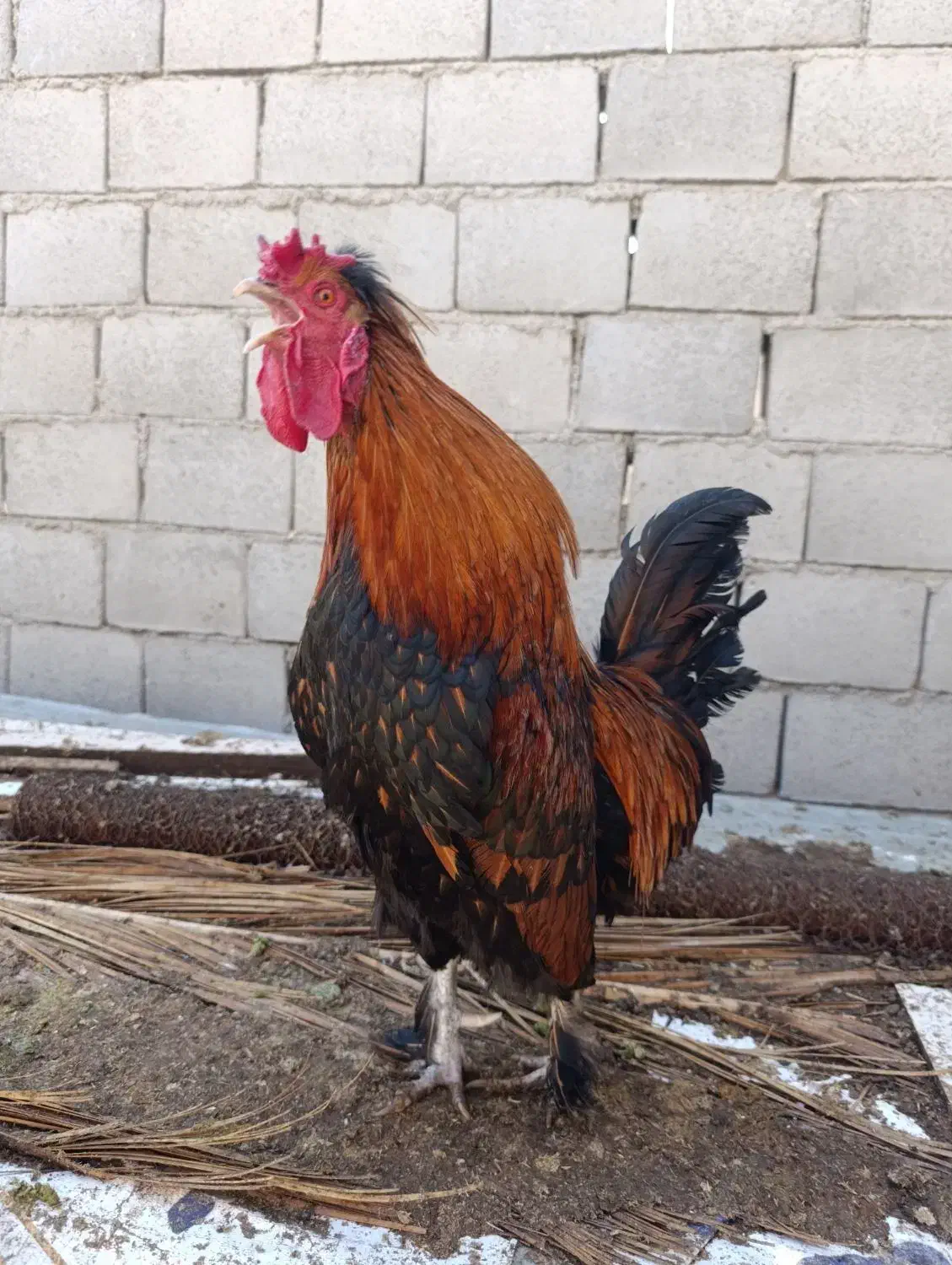 دوتا خروس قشنگ|حیوانات مزرعه|بافق, |دیوار