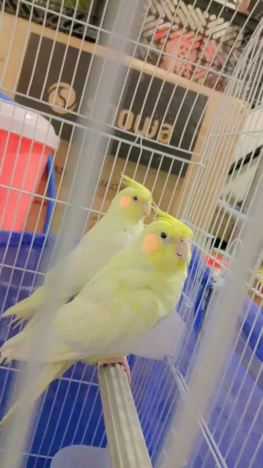 عروس هلندی|پرنده|شادگان, |دیوار