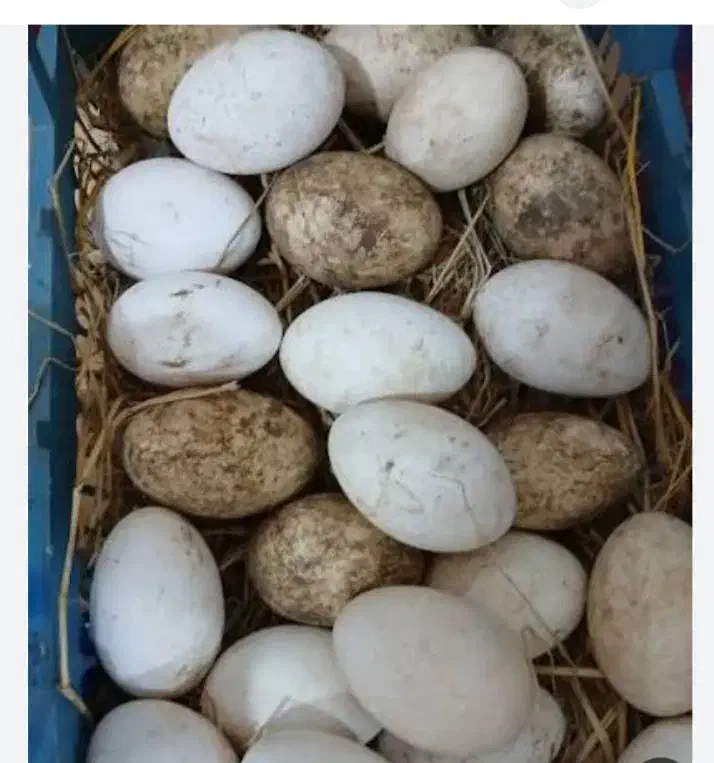 تخم غاز محلی|حیوانات مزرعه|خلیل شهر, |دیوار