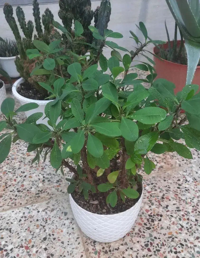 گل طبیعی|گل و گیاه طبیعی|آباده, |دیوار