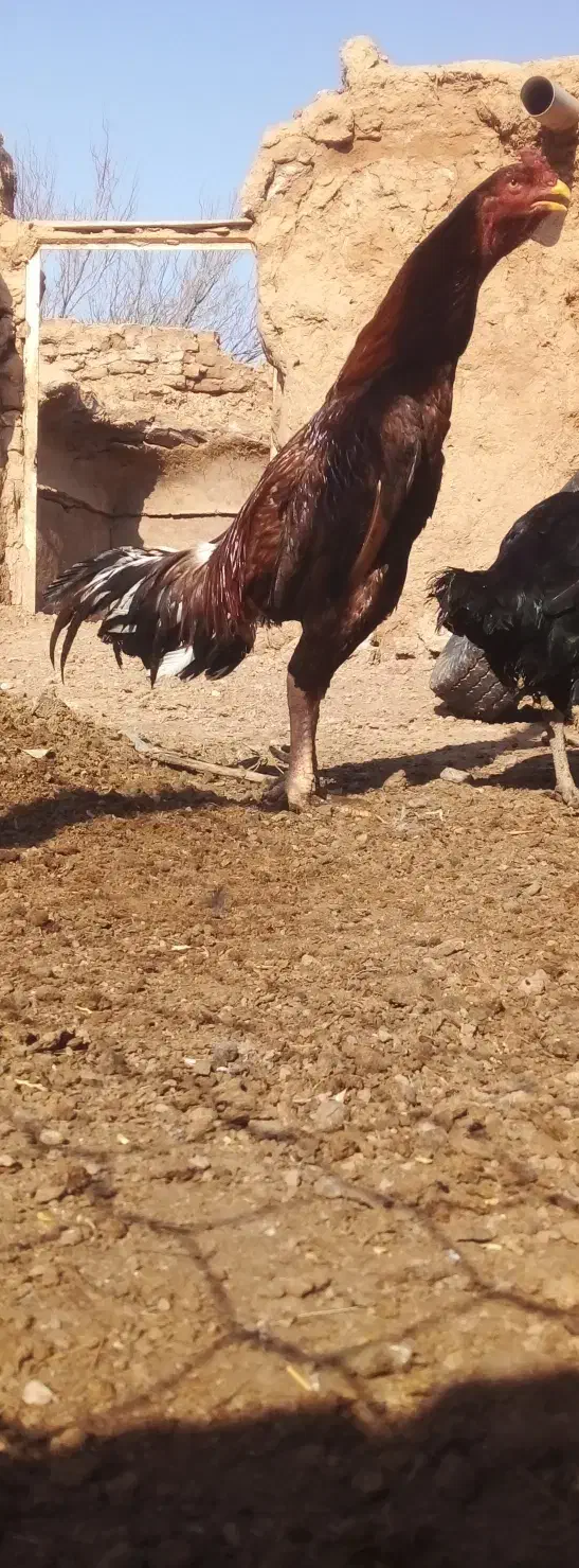 خروس لاری|حیوانات مزرعه|مشهد, امام رضا (ع)|دیوار